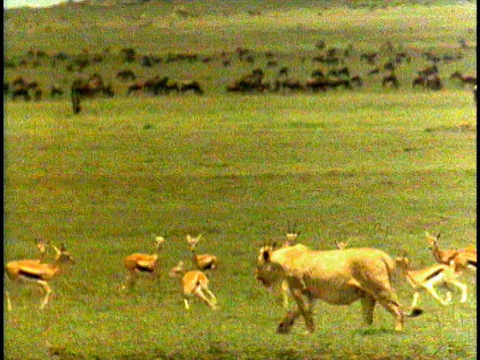 坦桑尼亚塞伦盖蒂国家公园田野里的WS, PAN，狮子(Panthera leo)和汤姆森瞪羚(Eudorcas thomsoni)视频素材