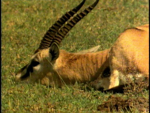 MS, COMPOSITE, Thomson's gazelle (Eudorcas thomsoni)，塞伦盖蒂国家公园，坦桑尼亚视频素材