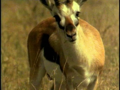 MS, COMPOSITE, Thomson's gazelle (Eudorcas thomsoni)，塞伦盖蒂国家公园，坦桑尼亚视频素材