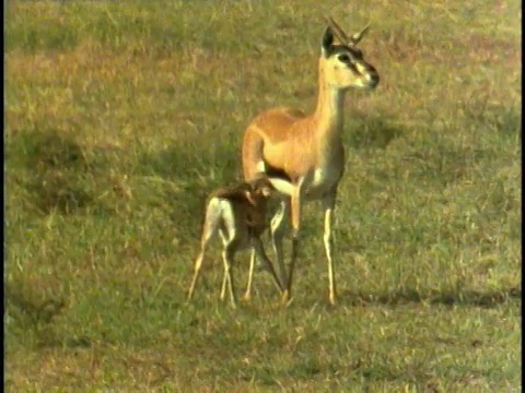 坦桑尼亚塞伦盖蒂国家公园，MS, PAN, COMPOSITE, Thomson's gazelle (Eudorcas thomsoni)和野生角马视频素材