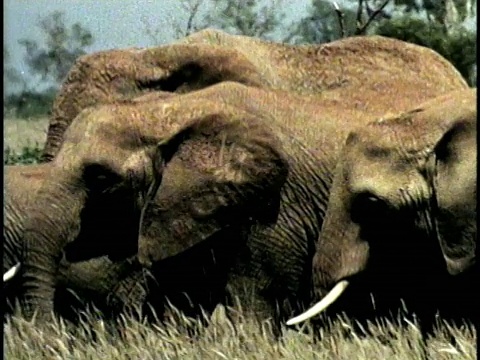 MS, PAN，复合，非洲象群(Loxodonta africana)在野外，察沃国家公园，肯尼亚视频素材