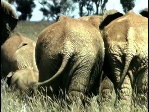 一群非洲象(Loxodonta africana)在野外，察沃国家公园，肯尼亚视频素材