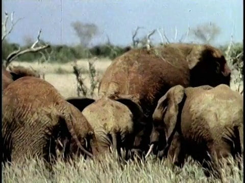 一群非洲象(Loxodonta africana)在野外，察沃国家公园，肯尼亚视频素材