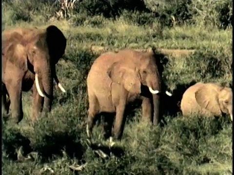 MS, PAN，复合，非洲象群(Loxodonta africana)走过热带草原，察沃国家公园，肯尼亚视频素材