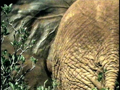 两只非洲象(Loxodonta africana)在打架，察沃国家公园，肯尼亚视频素材