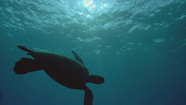 WS，水下视图绿海龟(Chelonia mydas)游泳在海洋，马卡哈，夏威夷，美国视频素材