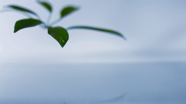 SLO MO, CU, SELECTIVE FOCUS, Studio拍摄树叶上的水滴视频素材