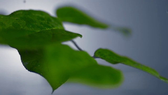 SLO MO, CU, SELECTIVE FOCUS, Studio拍摄水滴落在树叶上的画面视频素材