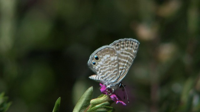 聚焦海洋蓝蝴蝶(Leptotes marina)花，洛杉矶，加州，美国视频素材