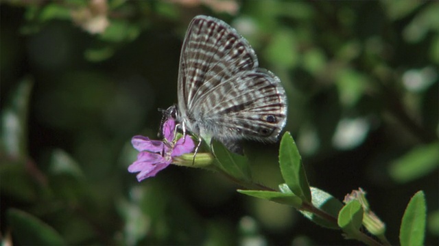 SLO MO CU海洋蓝蝴蝶(Leptotes marina)在花上，洛杉矶，加利福尼亚，美国视频素材