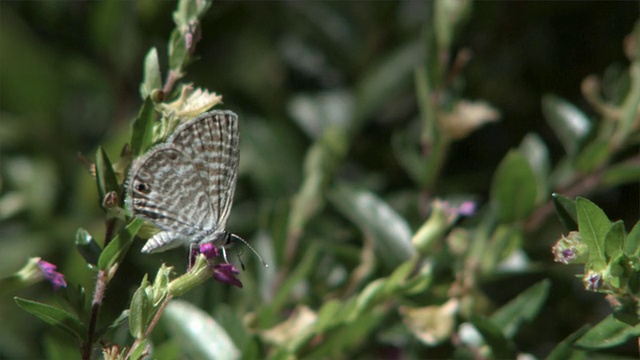 SLO MO MS海洋蓝蝴蝶(Leptotes marina)在花上，洛杉矶，加利福尼亚，美国视频下载