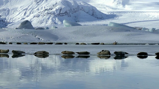 冰岛Vatnajokull，一群小海豹躺在冰川边缘的冰上，一只海豹在水里游泳视频素材