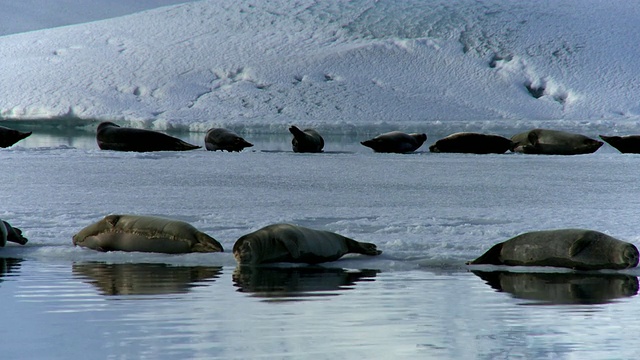 一小群海豹躺在冰岛Vatnajokull冰川边缘的冰上视频素材