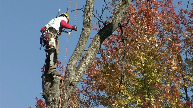 MS LA Tree trimmer在树上工作，安娜堡，密歇根州，美国视频素材