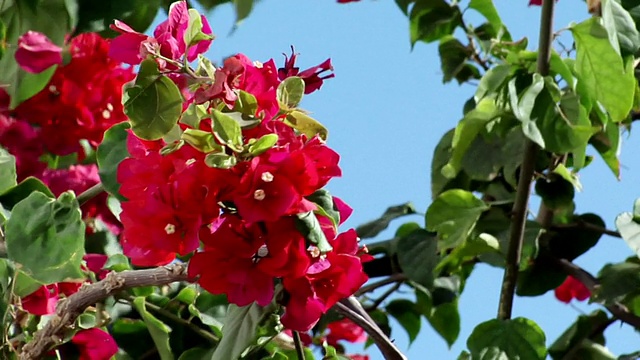 盛开着红花的CU灌木，Isla Mujeres, Quintana Roo，墨西哥视频素材