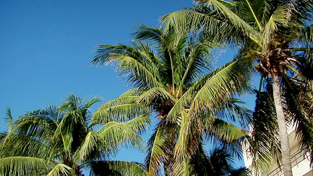 PAN LA Palm trees女士，Isla Mujeres, Quintana Roo，墨西哥视频素材