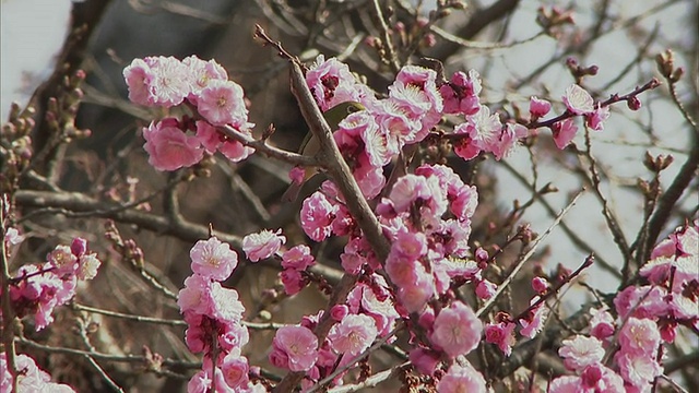 日本京都，樱花上的小黄鸟视频素材