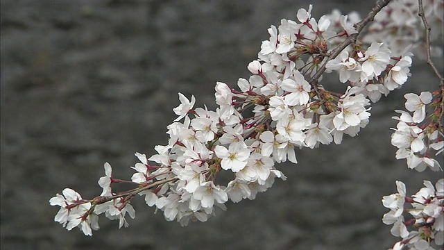 日本京都，樱花与水的背景视频素材