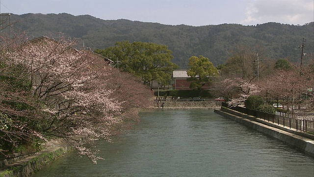 樱花和运河，京都，日本视频素材