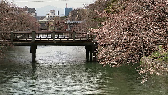 樱花和桥上的运河，京都，日本视频素材