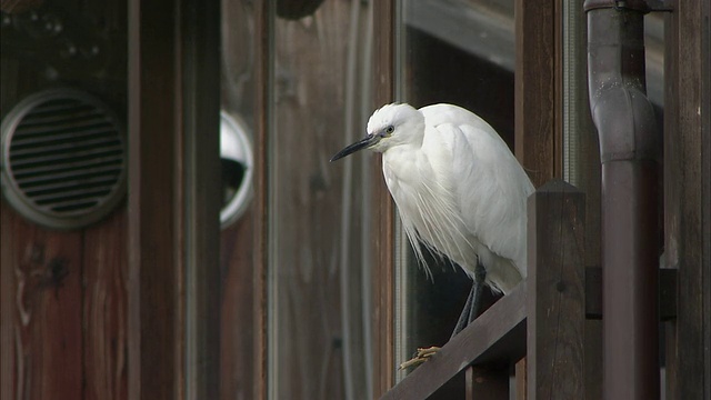 大白鹭(Ardea alba)在木轨上，园，京都，日本视频素材