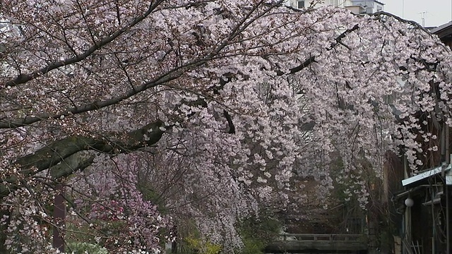 日本京都祗园，樱花和运河边的木房视频素材