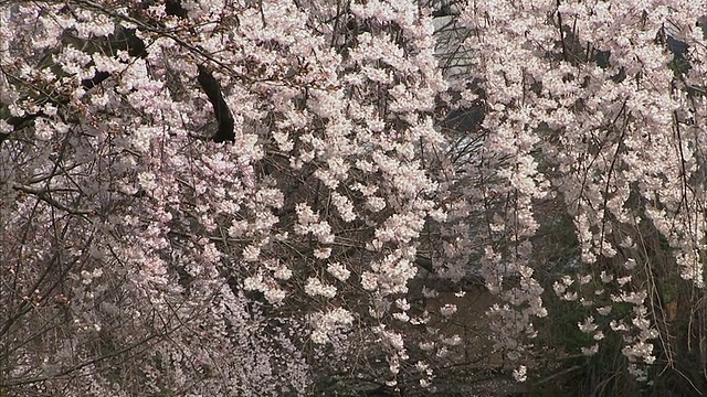 日本京都祗园，樱花和运河边的木房视频素材