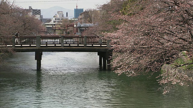 樱花和桥上的运河，京都，日本视频素材