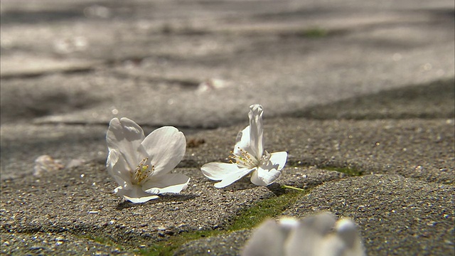 日本京都，樱花落在人行道上视频素材