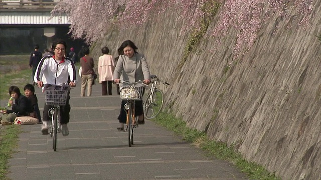 在日本京都，人们沿着河岸和樱花行走视频素材