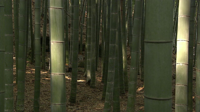 CU竹林在岚山，京都，日本视频素材