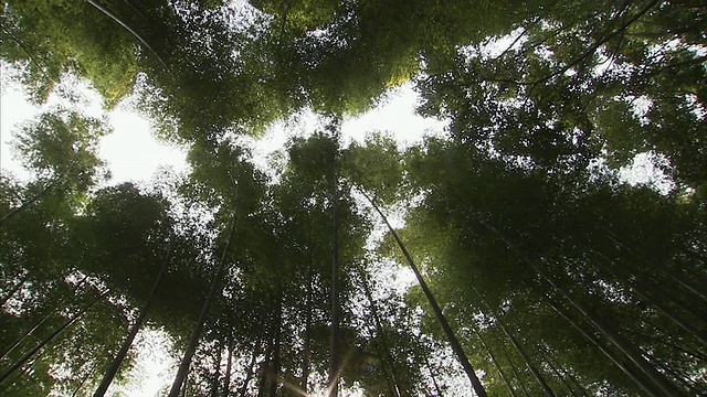 MS LA竹林在岚山，京都，日本视频素材