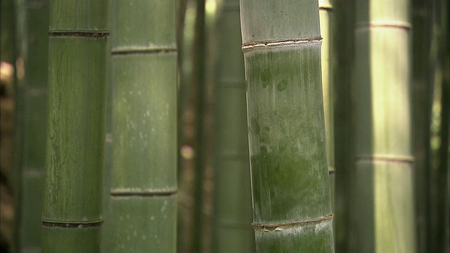 CU竹林在岚山，京都，日本视频素材