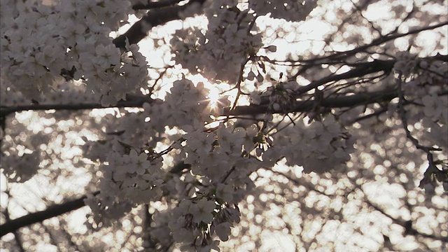 日本京都，阳光穿过樱花视频素材