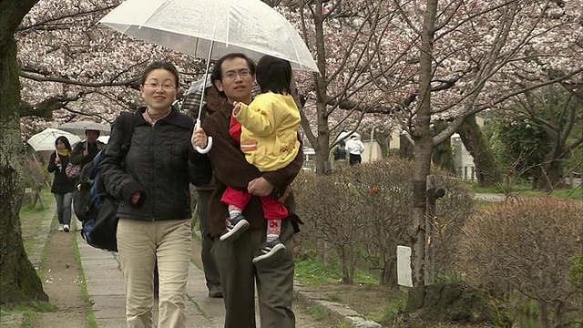 日本京都，父母带着蹒跚学步的孩子在雨天走在人行道上，背景是樱花视频素材