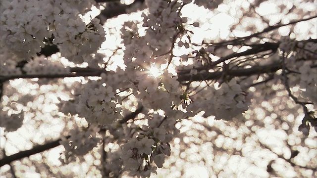 日本京都，阳光穿过樱花视频素材