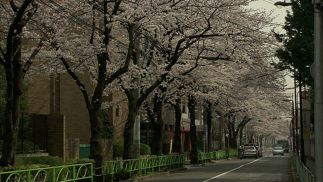 日本东京目黑住宅区，樱花盛开视频素材