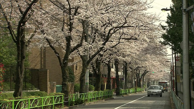 MS DS，日本东京目黑住宅区樱花视频素材