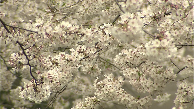 樱花盛开，目黑，日本东京视频素材