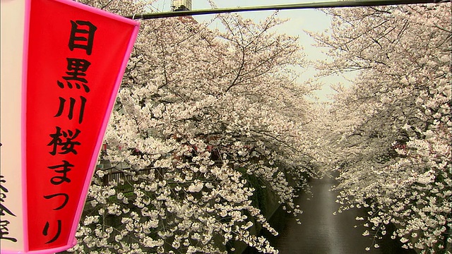 日本东京，樱花盛开在目黑河，红色的节日旗帜在前景视频素材