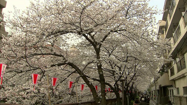 樱花和人们走在人行道上，目黑，日本东京视频素材