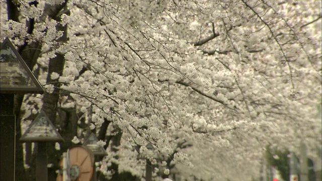 樱花和人们走在人行道上，目黑，日本东京视频素材