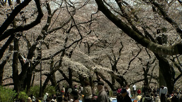 樱花盛开，人们放松，Kichijo-ji，东京，日本视频素材