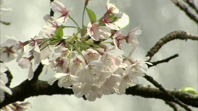 喷泉中流动的水和樱花，kichiho -ji，日本东京视频素材