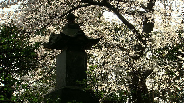 花园灯笼和樱花，Kichijo-ji，东京，日本视频素材