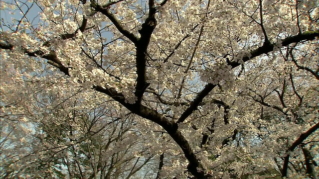 樱花盛开，上野，东京，日本视频素材