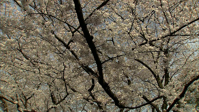 樱花盛开，上野，东京，日本视频素材