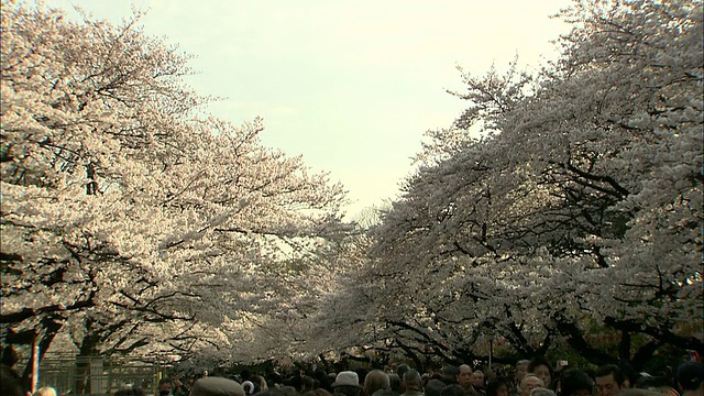 日本东京上野公园，樱花盛开，人山人海视频素材