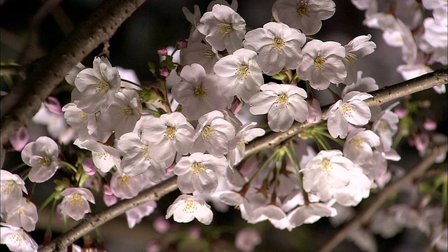 樱花盛开，千折纸屋，东京，日本视频素材