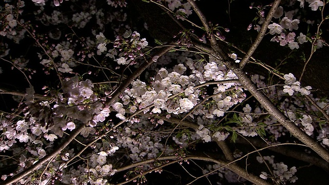 日本东京千折花町，樱花在夜晚盛开视频素材